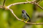 Caribbean-Trinidad-Asa Wright Nature Center Juvenile purple honeycreeper bird close-up Art Print